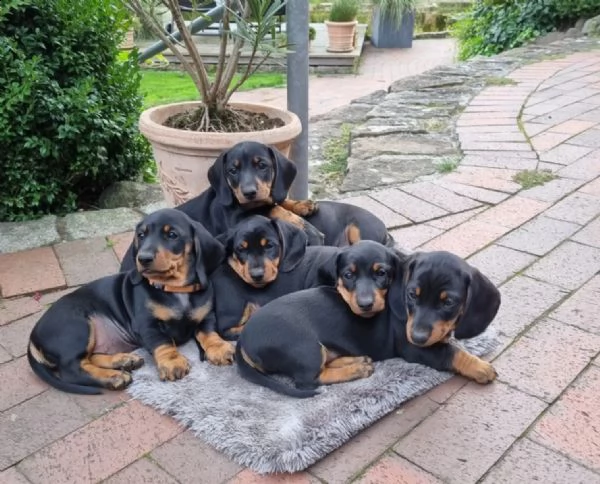 meravigliosi cuccioli di bassotto nano | Foto 0