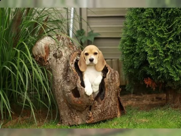 ++ pronta consegna ++ cuccioli di beagle cercano i loro apriscatole ++ | Foto 3