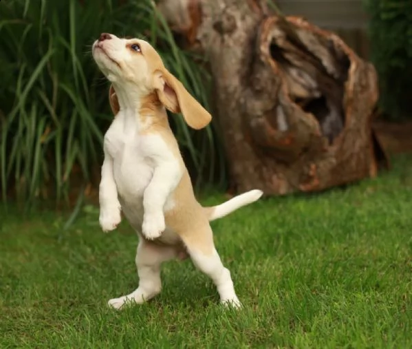 ++ pronta consegna ++ cuccioli di beagle cercano i loro apriscatole ++