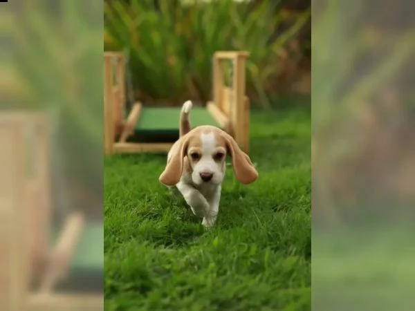 ++ pronta consegna ++ cuccioli di beagle cercano i loro apriscatole ++ | Foto 2