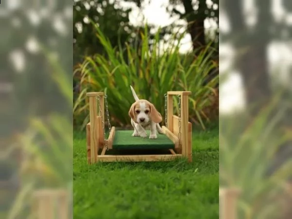 ++ pronta consegna ++ cuccioli di beagle cercano i loro apriscatole ++ | Foto 1