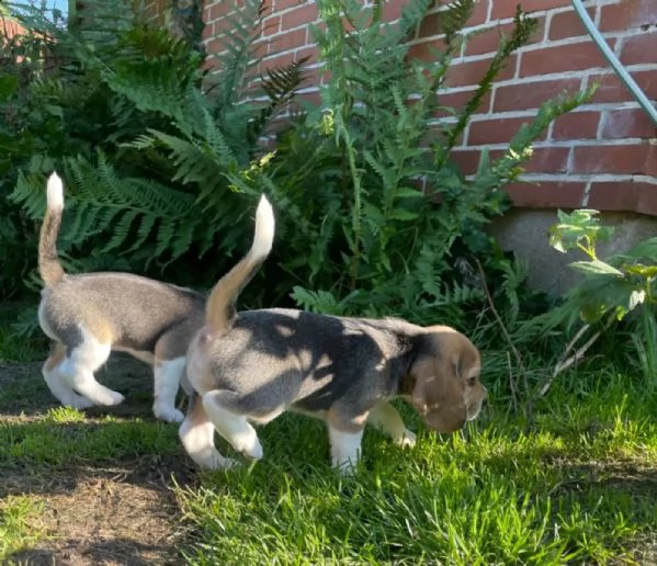 ++ pronta consegna ++ cuccioli di beagle cercano i loro apriscatole ++ | Foto 0