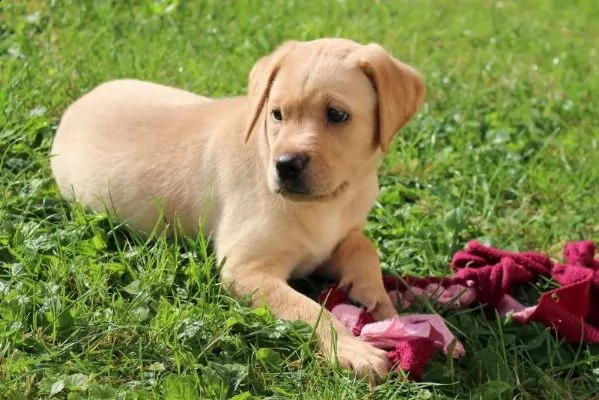 3 cuccioli di labrador cioccolato con pedigree | Foto 2
