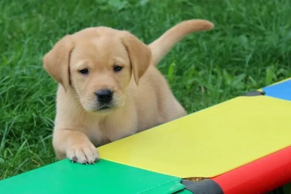 3 cuccioli di labrador cioccolato con pedigree | Foto 1