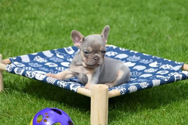 bouledogue francesi di alta genealogia | Foto 5