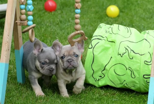bouledogue francesi di alta genealogia | Foto 2