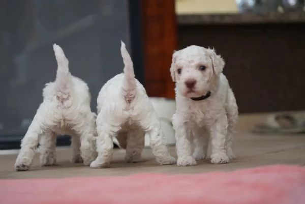 Cuccioli di Lagotto Romagnolo | Foto 1