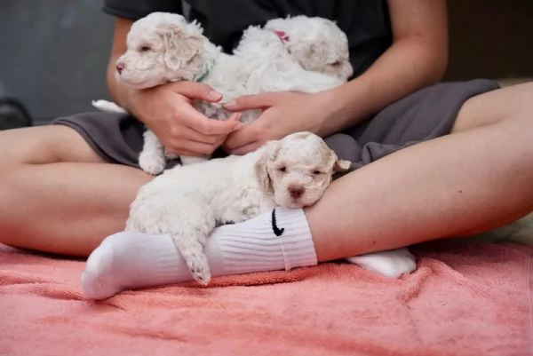 Cuccioli di Lagotto Romagnolo | Foto 0