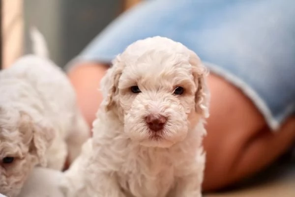 Cuccioli di Lagotto Romagnolo