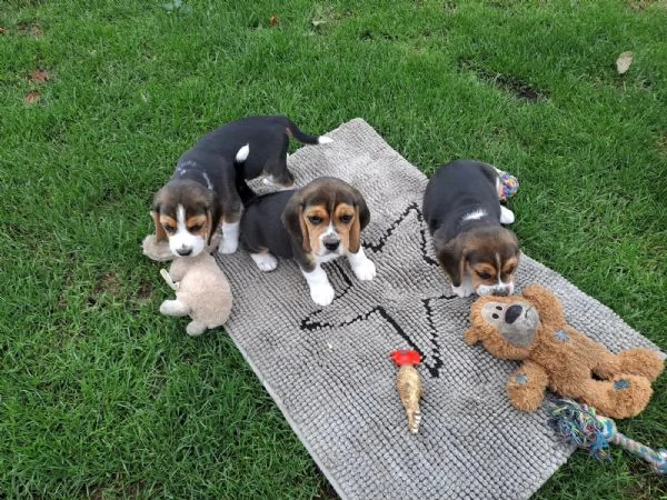 Disponibile cucciola di Beagle | Foto 2