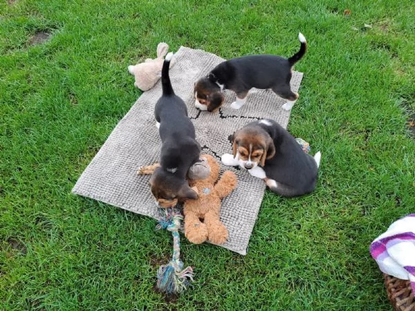 Disponibile cucciola di Beagle | Foto 0
