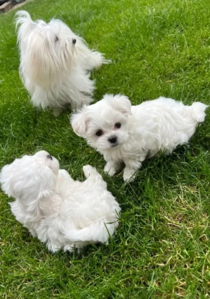 Cagnolino di Maltese toy bianco subito disponibile