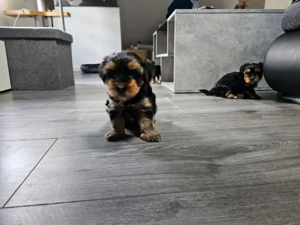 cuccioli YORKSHIRE di due mesi e mezzo, | Foto 3