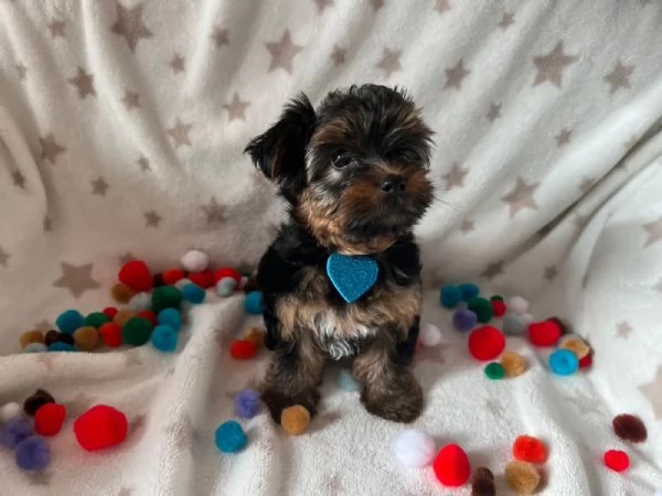 cuccioli YORKSHIRE di due mesi e mezzo, | Foto 2