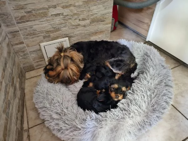 Yorkshire Terrier. Microchip, vaccinazioni, sverminazioni  | Foto 3