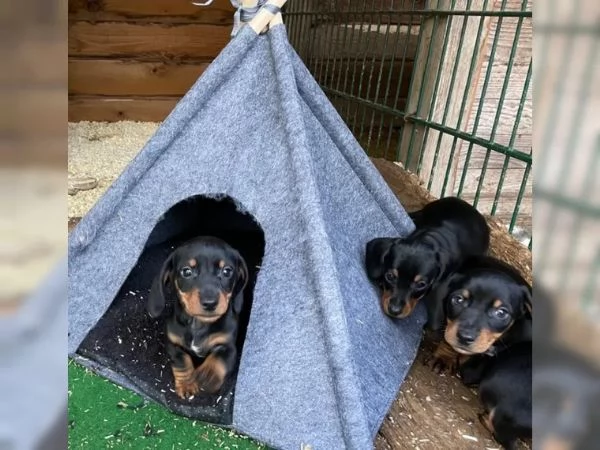 Bellissimi cuccioli di Bassotto subito disponibili | Foto 1