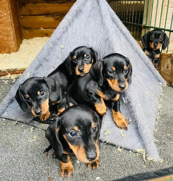 Bellissimi cuccioli di Bassotto subito disponibili | Foto 0