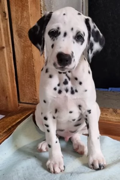 Meravigliosa Cucciolata di Dalmata