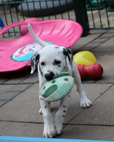 Meravigliosa Cucciolata di Dalmata | Foto 3