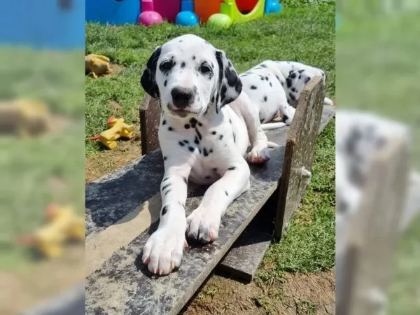Meravigliosa Cucciolata di Dalmata | Foto 0