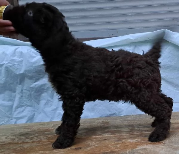 lagotto romagnolo cuccioli