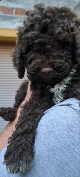 lagotto romagnolo cuccioli | Foto 6