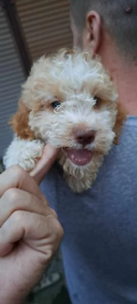 lagotto romagnolo cuccioli | Foto 5