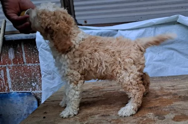 lagotto romagnolo cuccioli | Foto 4