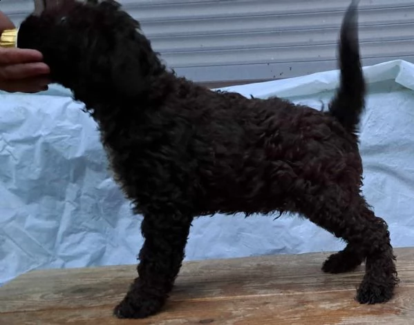 lagotto romagnolo cuccioli | Foto 3
