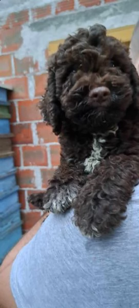 lagotto romagnolo cuccioli | Foto 2