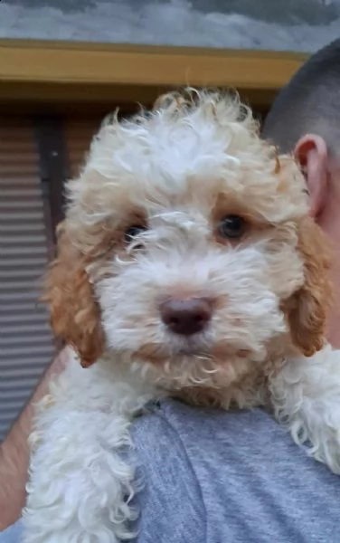 lagotto romagnolo cuccioli | Foto 1
