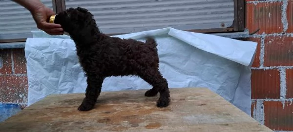 lagotto romagnolo cuccioli | Foto 0