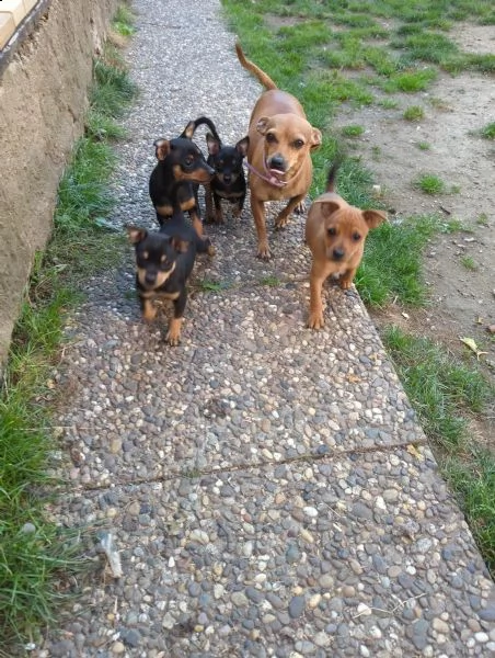 cuccioli di pinscher nano | Foto 1