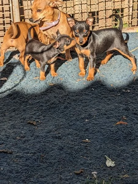 cuccioli di pinscher nano | Foto 0