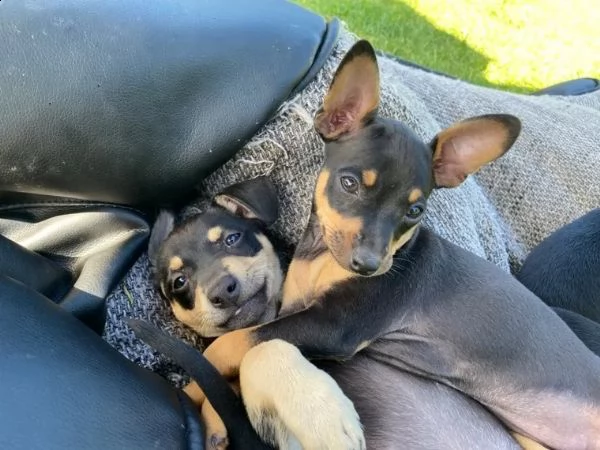  meraviglioso cucciolo di pinscher | Foto 2