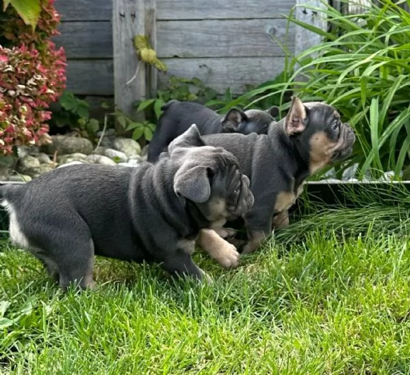 cuccioli di bulldog francese pronti a consegna con pedigree.. | Foto 3