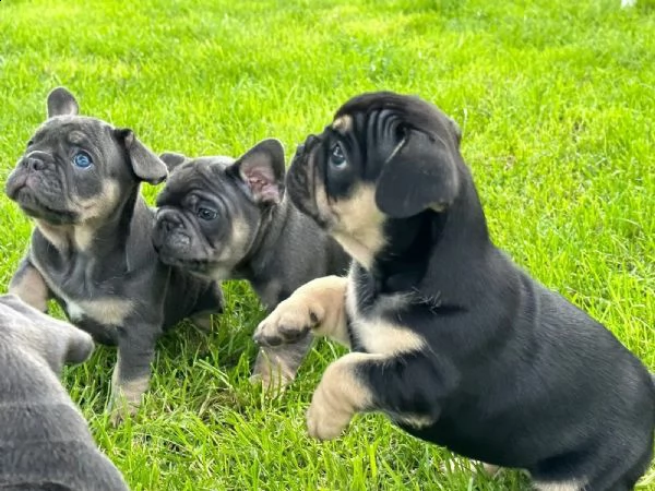 cuccioli di bulldog francese pronti a consegna con pedigree.. | Foto 0
