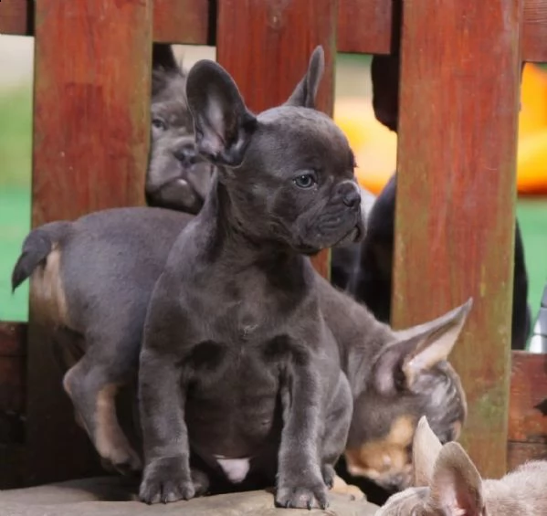 cuccioli di bulldog francese cercano una nuova casa