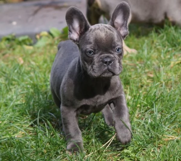 cuccioli di bulldog francese cercano una nuova casa | Foto 3