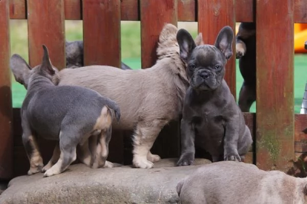 cuccioli di bulldog francese cercano una nuova casa | Foto 1