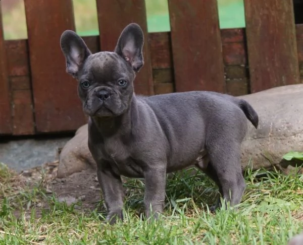 cuccioli di bulldog francese cercano una nuova casa | Foto 0