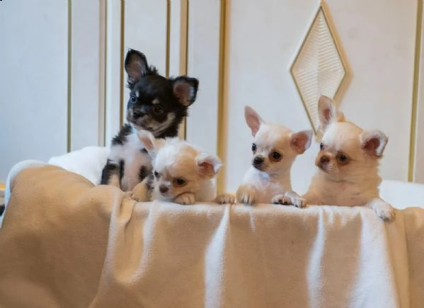 cuccioli di chihuahua di razza con pedigree