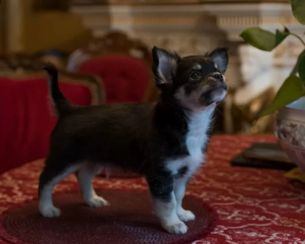 cuccioli di chihuahua di razza con pedigree | Foto 2