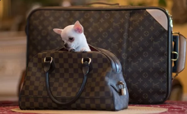 cuccioli di chihuahua di razza con pedigree | Foto 0