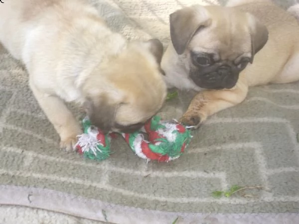 cuccioli di carlino color albicocca cercano famiglia | Foto 3