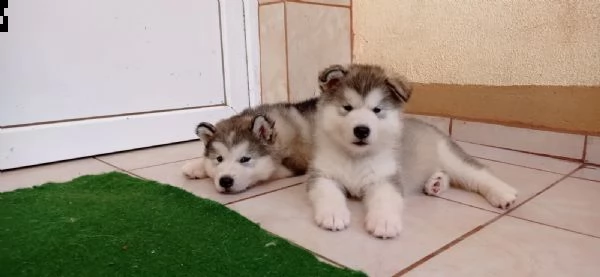 cuccioli di alaskan malamute, di razza pura e ben socializzati | Foto 1
