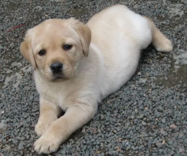 cuccioli di labrador cioccolato con pedigree