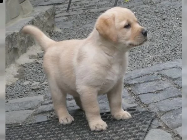 cuccioli di labrador cioccolato con pedigree | Foto 2