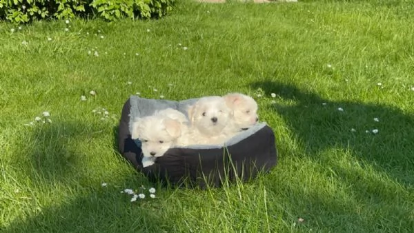dolcissimi cuccioli maltesi di razza pura | Foto 1