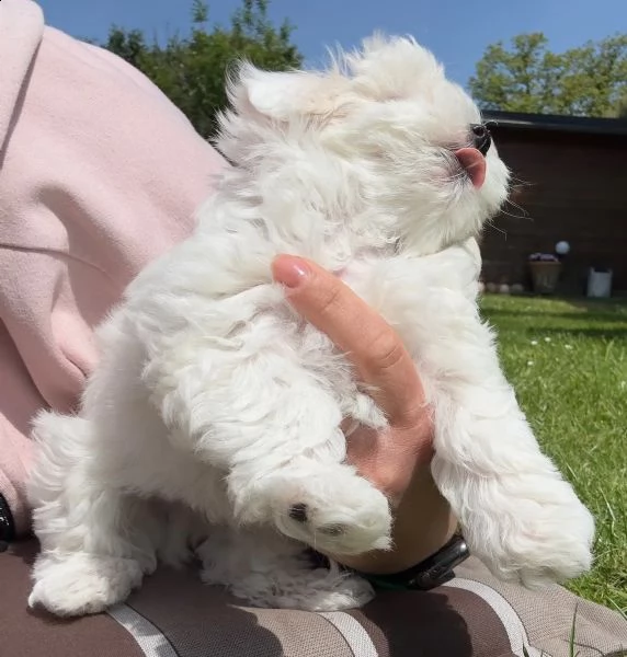 dolcissimi cuccioli maltesi di razza pura